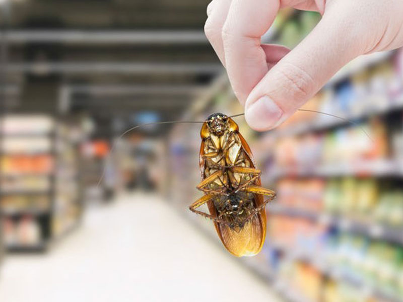 零售業有害生物防治